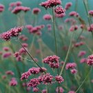 Verbena rigida Venosa 1,000 seeds
