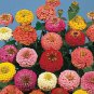 Zinnia Lilliput Choice Mix 2,000 seeds