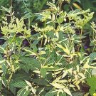 Filipendula ulmaria 1,000 seeds