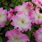 Petunia LimboGP Pink Morn 1,000 seeds