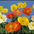 Papaver nudicale Wonderland Mix 1,000 seeds