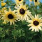 Helianthus Vanilla Ice 1,000 seeds