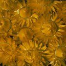 Helichrysum Monster Lemon 2,000 seeds