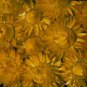 Helichrysum Monster Lemon 2,000 seeds