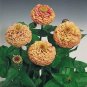 Zinnia Oklahoma Salmon 1,000 seeds
