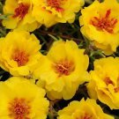 Portulaca Happy Trails Yellow 2,000 seeds