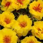 Portulaca Happy Trails Yellow 2,000 seeds