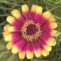 Zinnia Sombrero 1,000 seeds