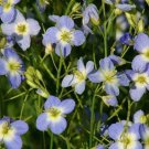 Heliophila Blue Diamonds 1,000 seeds