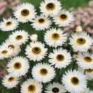 Helipterum Pierrot White 1,000 seeds