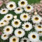 Helipterum Pierrot White 1,000 seeds