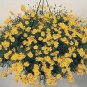 Dahlberg Daisy Golden Dawn 2,000 seeds