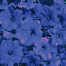 Petunia Celebrity Blue 2,000 seeds