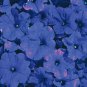 Petunia Celebrity Blue 2,000 seeds