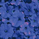 Petunia Celebrity Blue 2,000 seeds