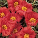 Portulaca Sundial Scarlet 2,000 seeds