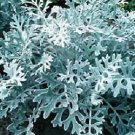 Dusty Miller Candicans 2,000 seeds