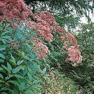 Eupatorium purpureum 2,000 seeds