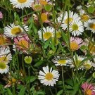 Fleabane Erigeron 2,000 seeds