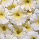 Petunia Aladdin Yellow 1,000 seeds