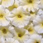 Petunia Aladdin Yellow 1,000 seeds