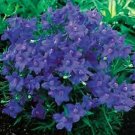 Delphinium grandiflorum Butterfly Blue 2,000 seeds