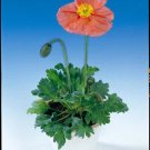 Papaver nudicale Wonderland Pink 1,000 seeds