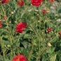 Geum chiloense Mrs Bradshaw 2,000 seeds