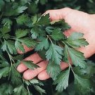 Parsley Giant of Italy Petroselinum 2,000 seeds