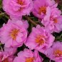 Portulaca Happy Trails Pink 2,000 seeds