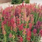 Penstemon barbatus Dwarf Cambridge Hybrids 2,000 seeds