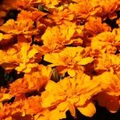 Marigold Alumia Deep Orange 1,000 seeds