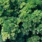 Parsley Extra Curled Dwarf Petroselinum 1,000 seeds