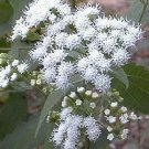 Eupatorium rugosum (ageroides) 2,000 seeds