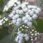 Eupatorium rugosum (ageroides) 2,000 seeds