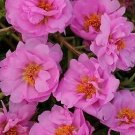 Portulaca Happy Trails Pink 2,000 seeds