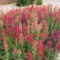 Penstemon barbatus Dwarf Cambridge Hybrids 2,000 seeds