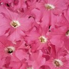 Petunia Aladdin Pink 1,000 seeds