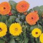 Calendula Pacific Beauty 2,000 seeds