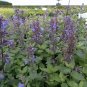 Nepeta grandiflora Border Ballet 1,000 seeds