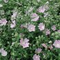 Lavatera thuringiaca 1,000 seeds