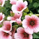 Malope Queen Pink 1,000 seeds