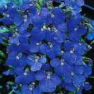 Lobelia Cobalt Blue 5,000 seeds