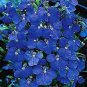 Lobelia Cobalt Blue 5,000 seeds