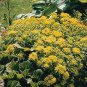 Sedum selskianum Goldilocks 2,000 seeds
