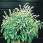 Basil Lime 2,000 seeds