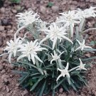 Leontopodium alpinum 2,000 seeds