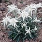 Leontopodium alpinum 2,000 seeds