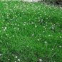 Sagina (Irish Moss) subulata Crispy PL 2,000 seeds