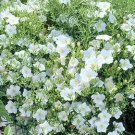 Nierembergia White Robe 2,000 seeds